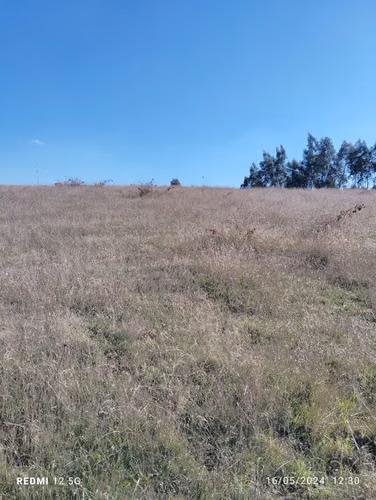 TERRENO DE 6,0 HECTÁREAS, SECTOR LLIUCO, COMUNA NUEVA IMPERIAL.