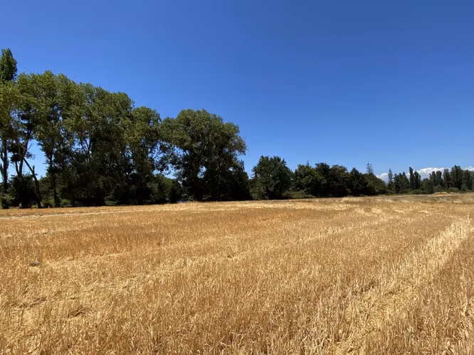 Parcela de Media hectárea, camino a Panimávida