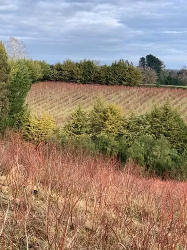 AGRICOLA 3 faja, sector Coicoma Pitrufquén, comuna de Villarrica