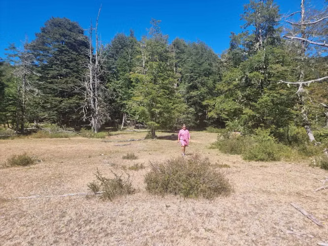 Entre ríos y bosques, Pucón (171368)