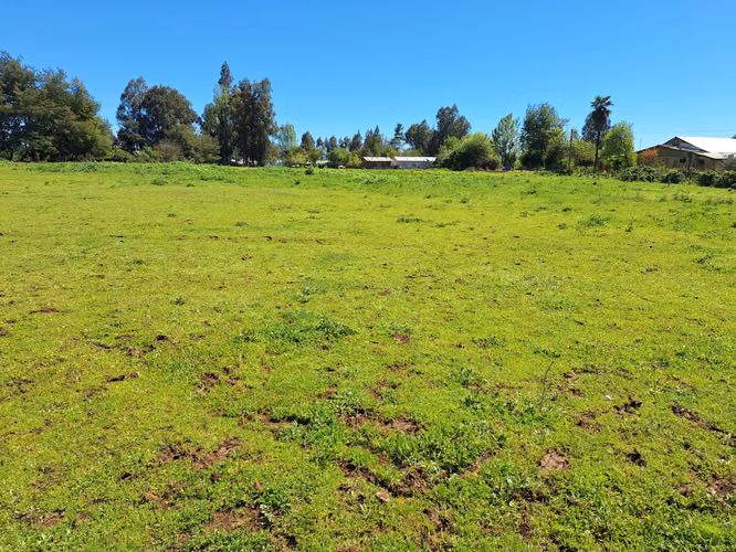 PURÍSIMA, PARCELAS DE  5.000 M2 POR CALLEJÓN LO GONZALEZ