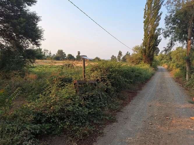 PURÍSIMA, PARCELAS DE  5.000 M2 POR CALLEJÓN LO GONZALEZ