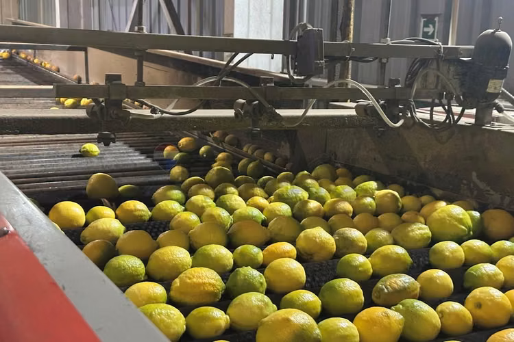 Excelente propiedad agroindustrial en curacaví