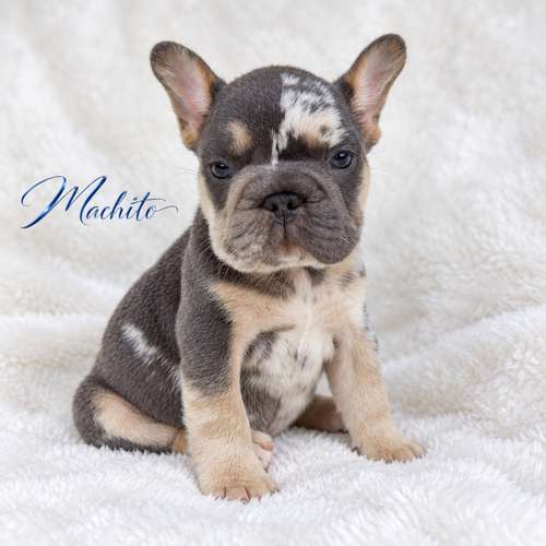 Bulldog francés y ingles