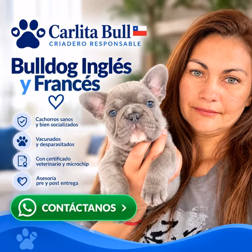 Bulldog francés y ingles