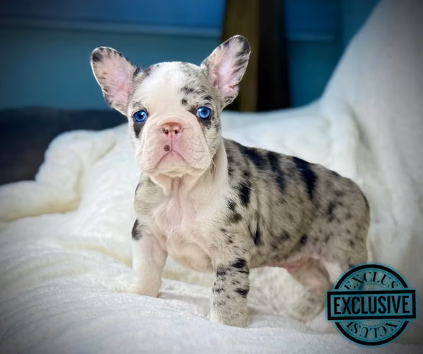 Bulldog francés y ingles