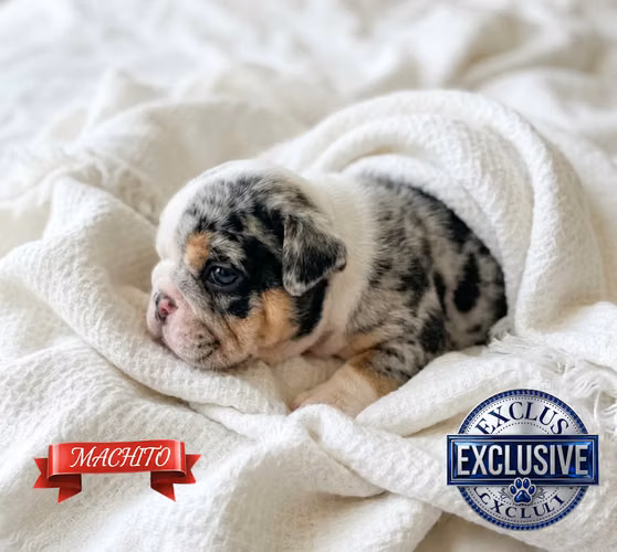 Bulldog francés y ingles