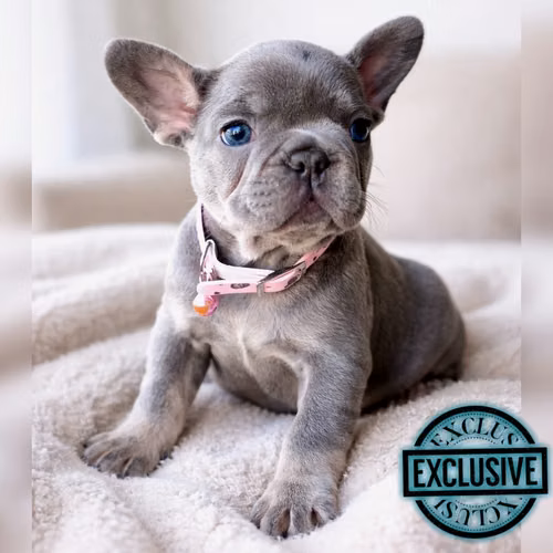 Bulldog francés y ingles