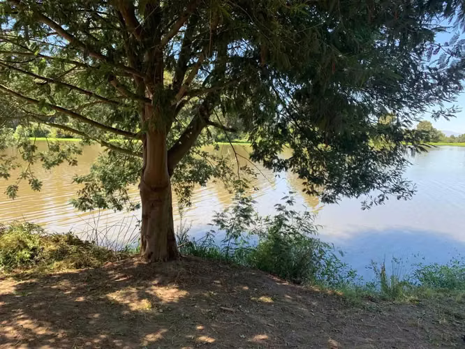 Parcela con acceso al lago + 2 cabañas (172068)