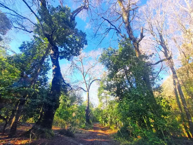 venta de campo cordillerano