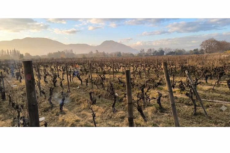Parcela única en el corazón del valle de colchagua - Imagen 4