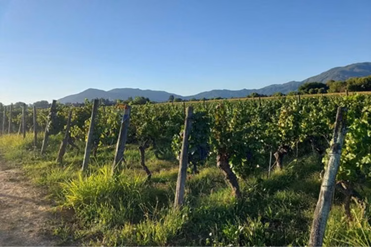 Parcela única en el corazón del valle de colchagua