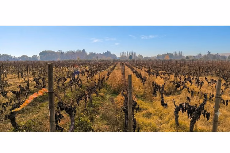 Parcela única en el corazón del valle de colchagua