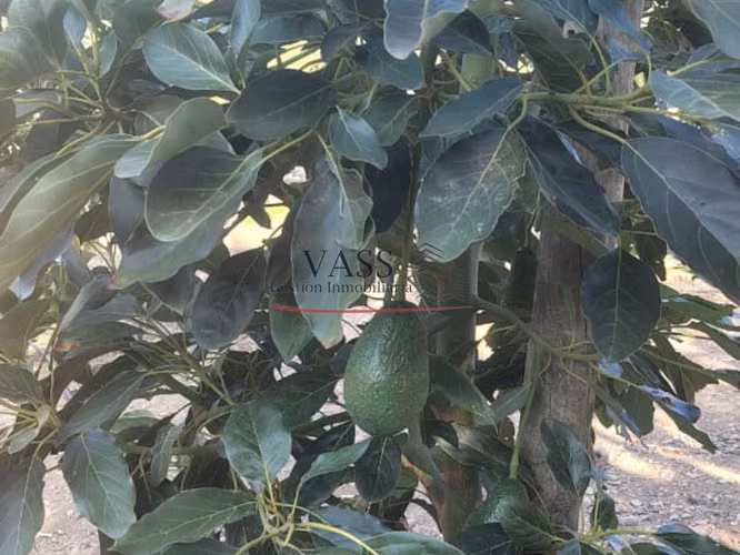 VASS Vende Terreno Agrícola Plantación activa de Paltos Hass