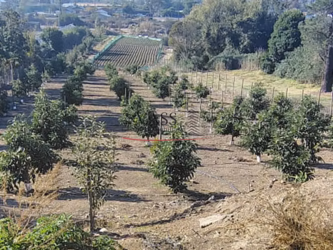 VASS Vende Terreno Agrícola Plantación activa de Paltos Hass