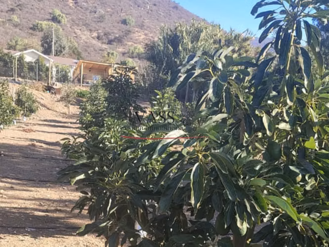 VASS Vende Terreno Agrícola Plantación activa de Paltos Hass