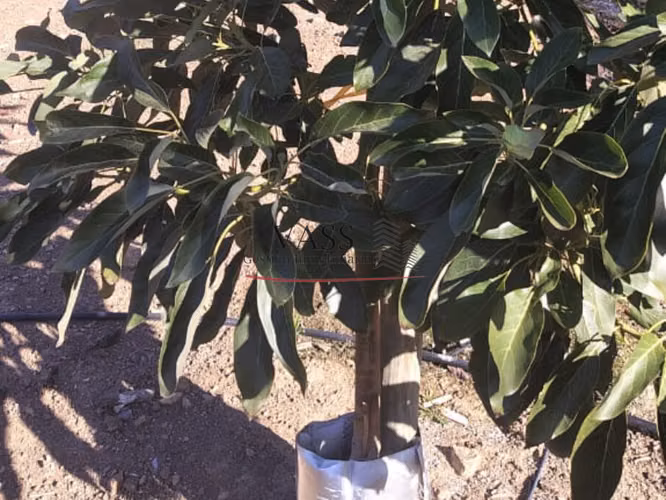 VASS Vende Terreno Agrícola Plantación activa de Paltos Hass