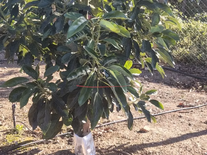 VASS Vende Terreno Agrícola Plantación activa de Paltos Hass