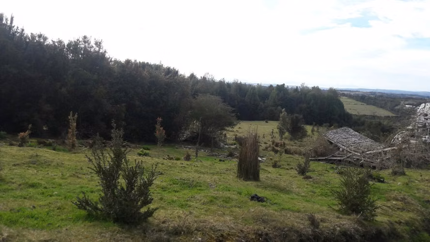 VENTA DE CAMPO EN CHILOÉ – 435 HECTÁREAS
