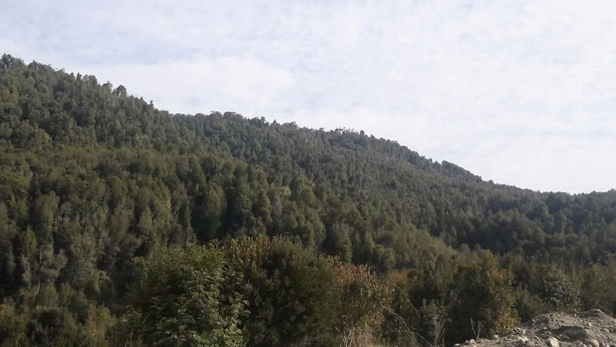 VENTA DE CAMPO EN CHILOÉ – 435 HECTÁREAS