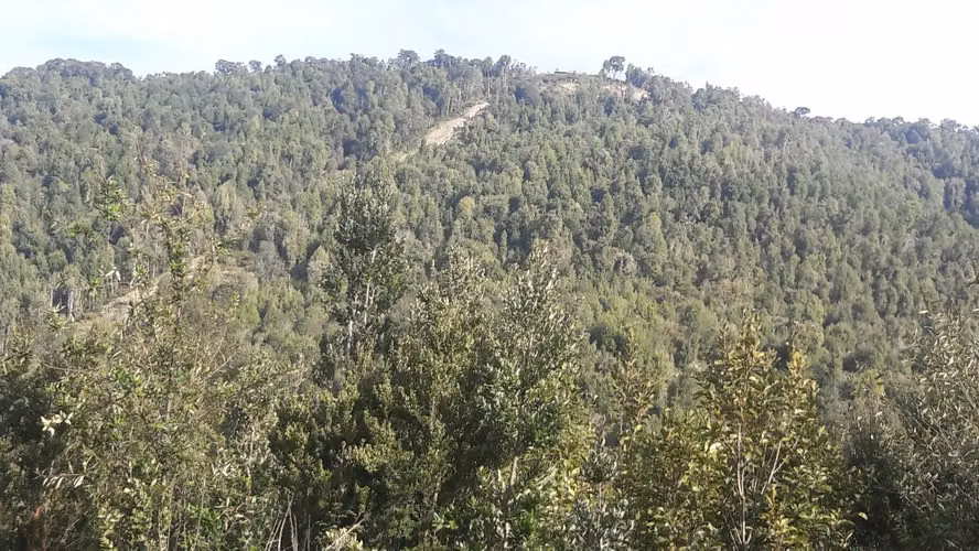 VENTA DE CAMPO EN CHILOÉ – 435 HECTÁREAS