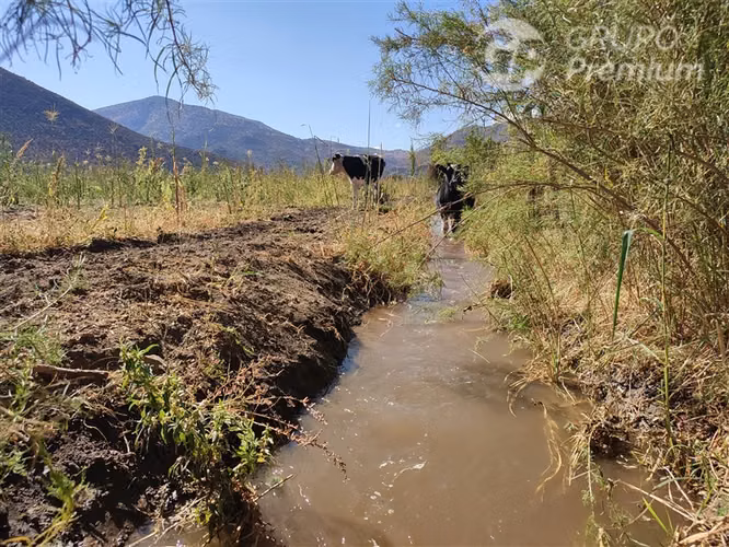 Parcela productiva con 900 nogales y derechos de agua