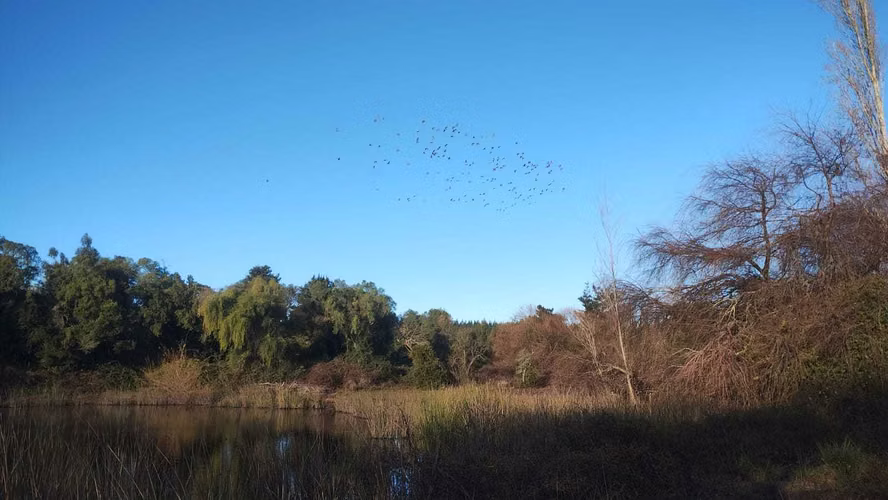 Se Vende Parcela Salto Del Laja Los Angeles (172566)