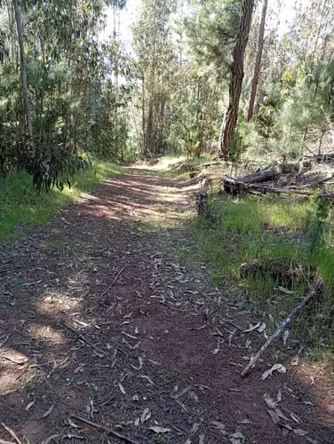 Parcela Plana 5.000 m² en Cholchol (172581)