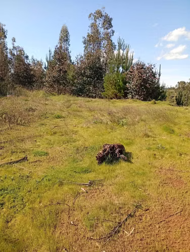 Parcela Plana 5.000 m² en Cholchol (172581)