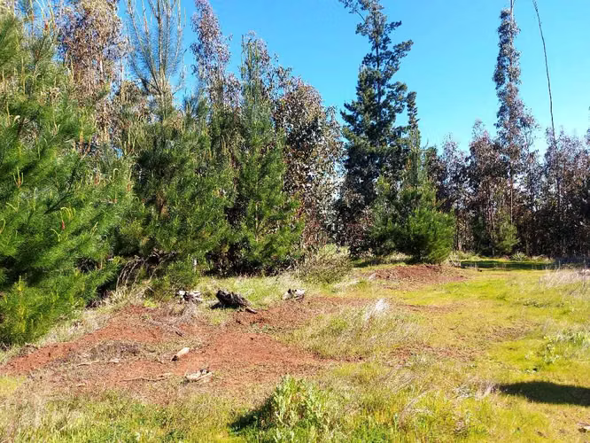 Parcela Plana 5.000 m² en Cholchol (172581)