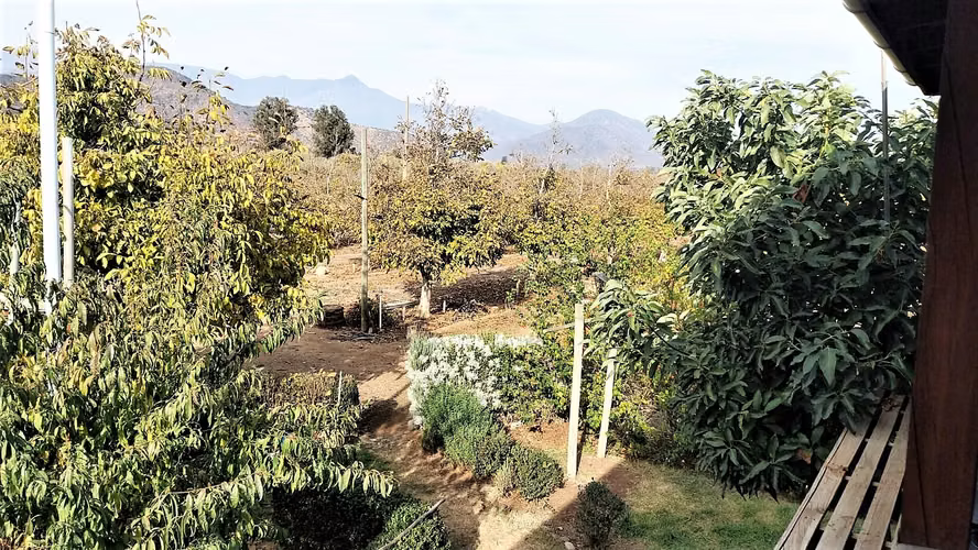 Venta de Parcela de 20.000 m2, hermosa y productiva, en El Melón, Nogales. 15.350 UF.