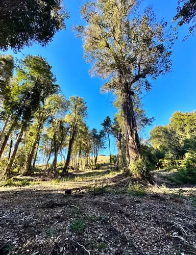 VENDO PARCELA CAMINO A ENSENADA, PUERTO VARAS - Imagen 3