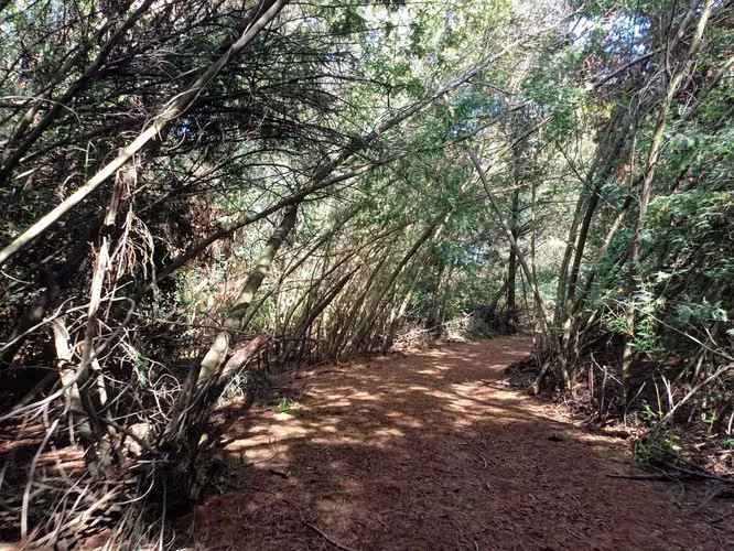 Parcela en venta en sector Rabones, Colbún (172898)