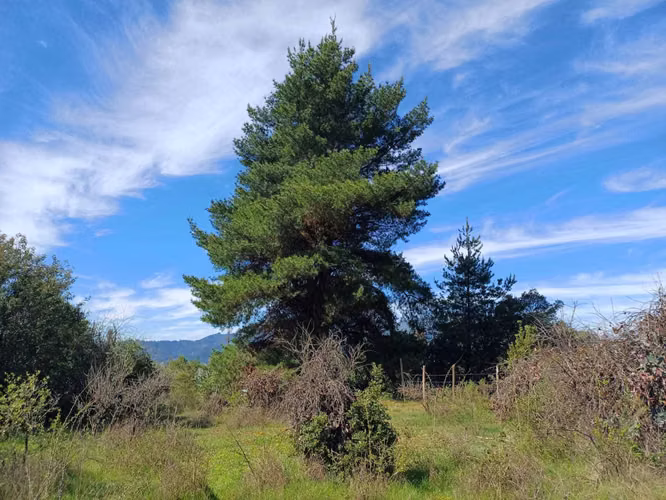 Parcela en venta en sector Rabones, Colbún (172898)