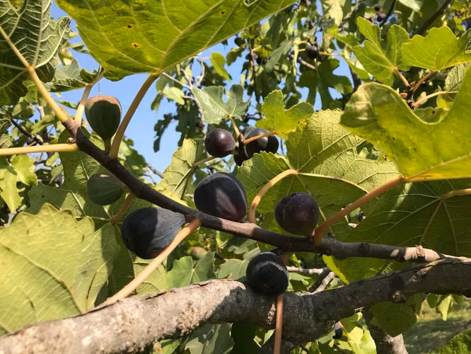 100 Almendros, arb frutales, arboles nativos (172886)