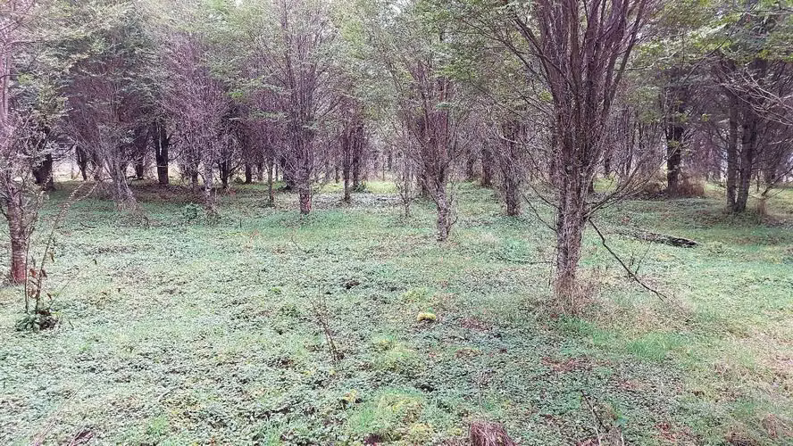 Terreno Plano con Bosque Nativo - Aysén (172857)
