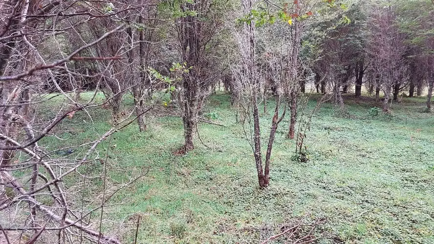 Terreno Plano con Bosque Nativo - Aysén (172857)