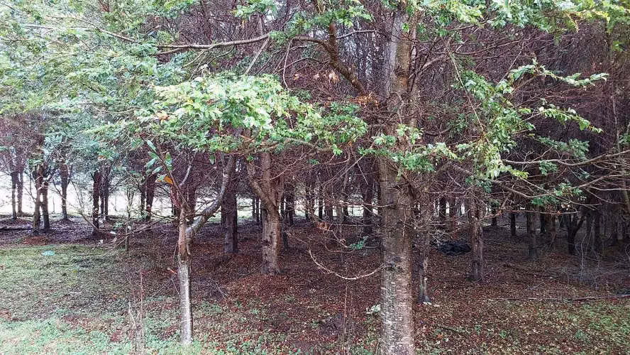 Terreno Plano con Bosque Nativo - Aysén (172857)