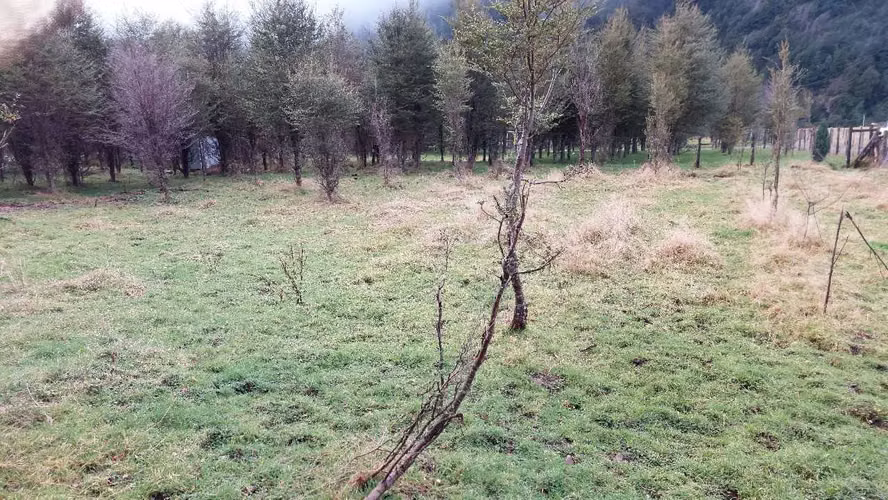 Terreno Plano con Bosque Nativo - Aysén (172857)
