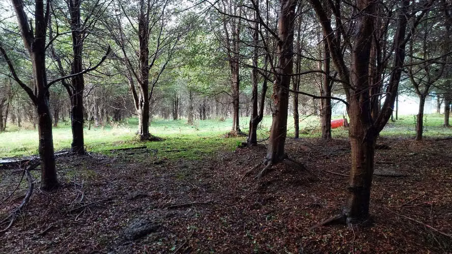 Terreno Plano con Bosque Nativo - Aysén (172857)