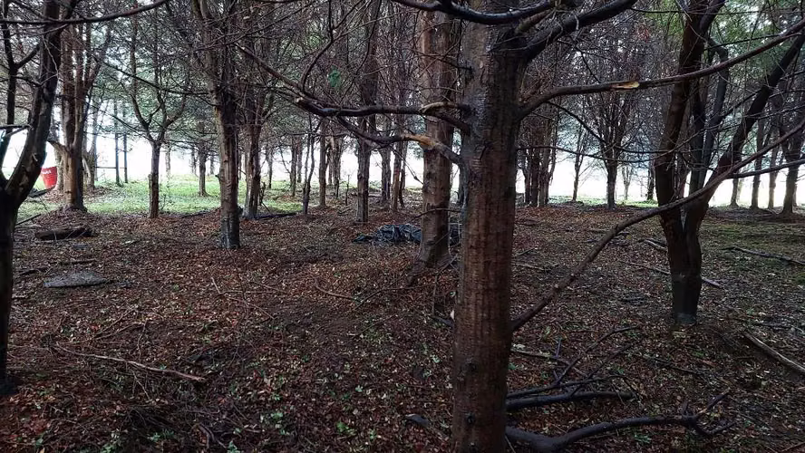 Terreno Plano con Bosque Nativo - Aysén (172857)