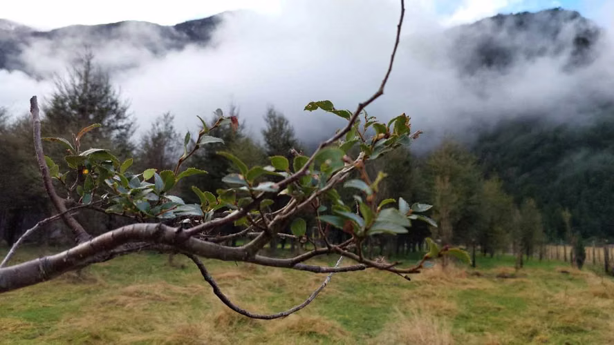 Terreno Plano con Bosque Nativo - Aysén (172857)