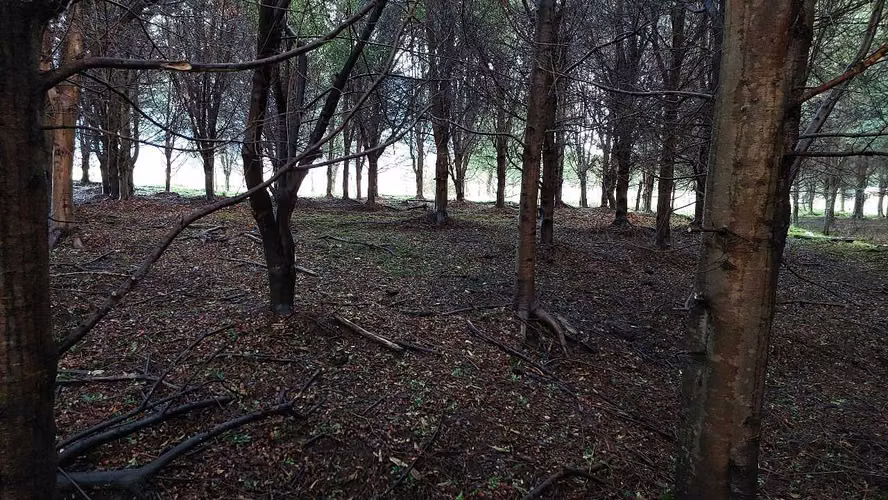 Terreno Plano con Bosque Nativo - Aysén (172857)