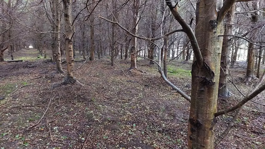 Terreno Plano con Bosque Nativo - Aysén (172857)