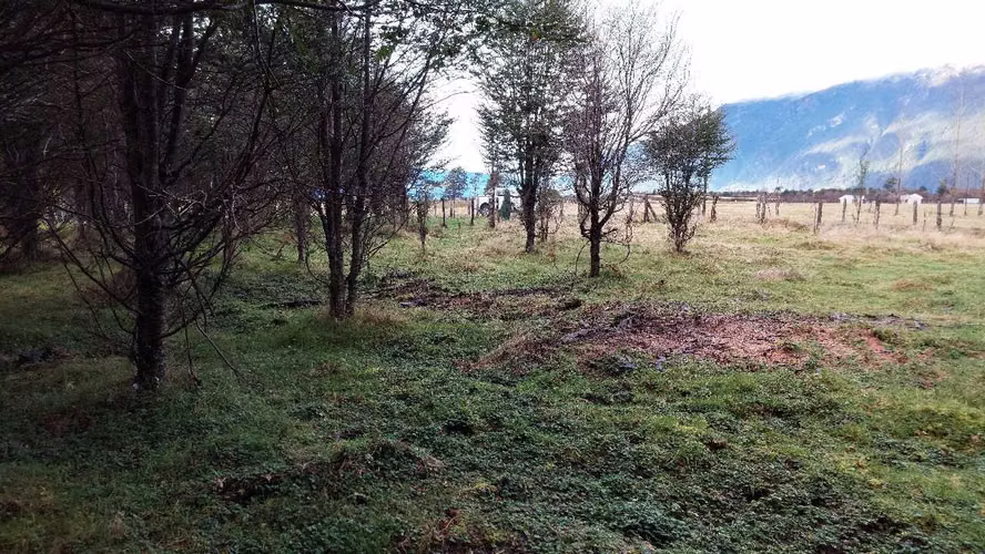 Terreno Plano con Bosque Nativo - Aysén (172857)