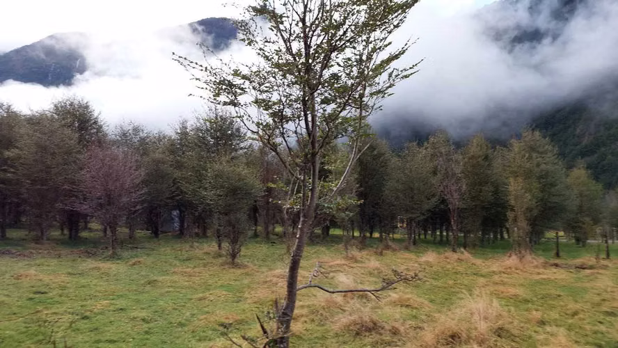Terreno Plano con Bosque Nativo - Aysén (172857)
