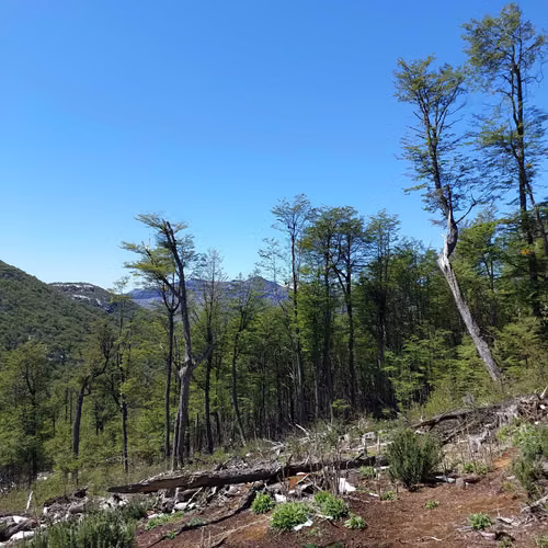 Terreno 35.000m² en Villa Ortega, Coyhaique (172846)