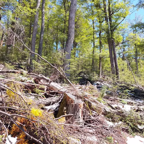 Terreno 35.000m² en Villa Ortega, Coyhaique (172846)