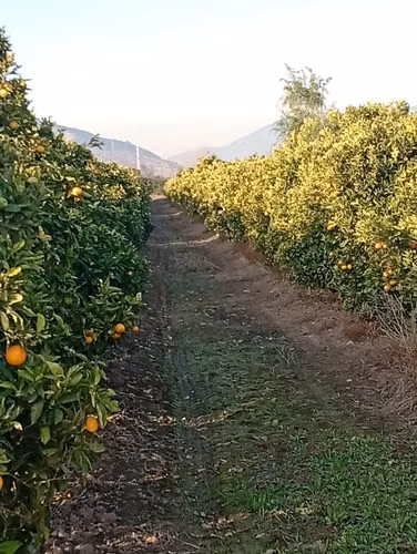 Venta de Predio Agrícola de Alto Potencial en Melipilla - Imagen 2