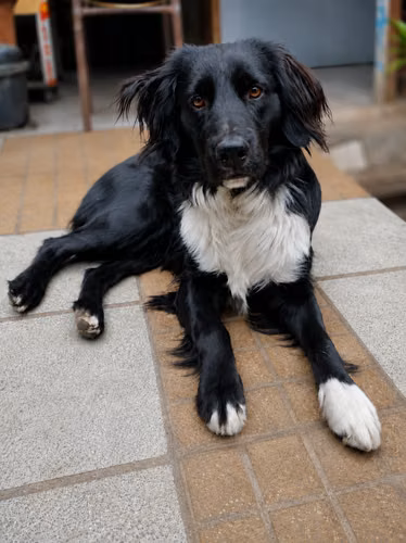 GUANTHIER, mezcla Border Collie en adopción